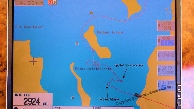 Pack of hammerheads in Lake Macquarie