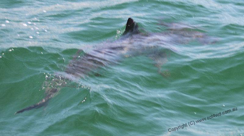 Hammerheads in the lake
