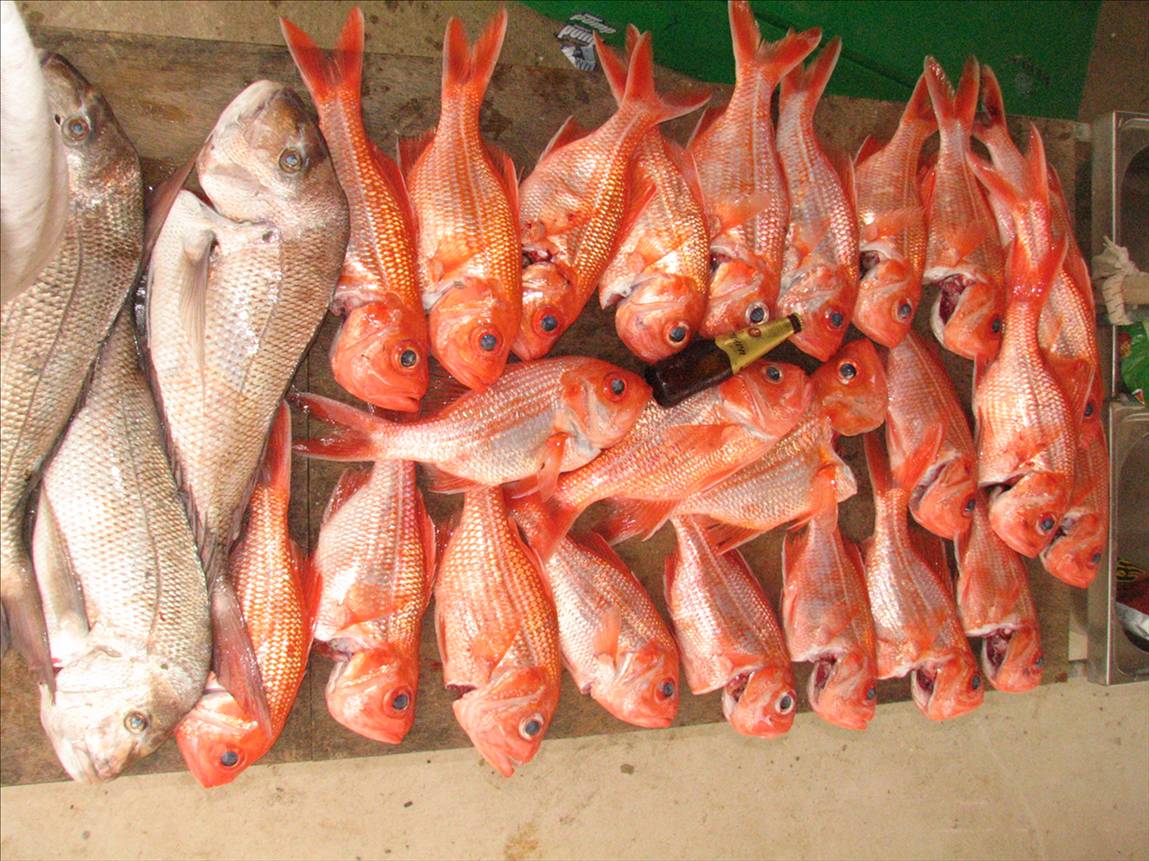 fish for my freezer
