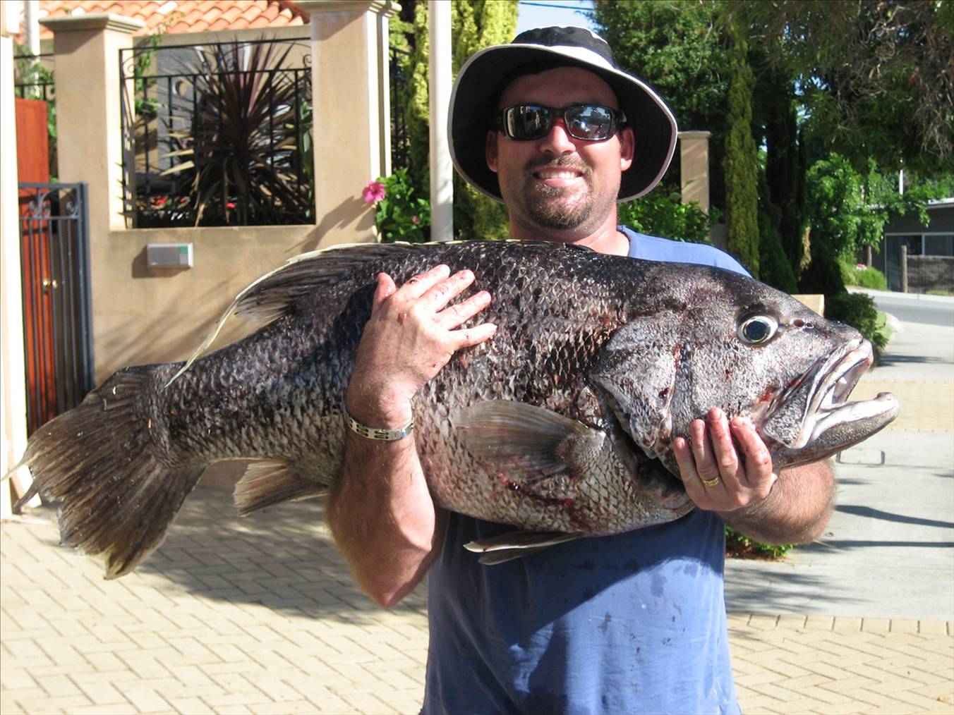 23kg Dhufish