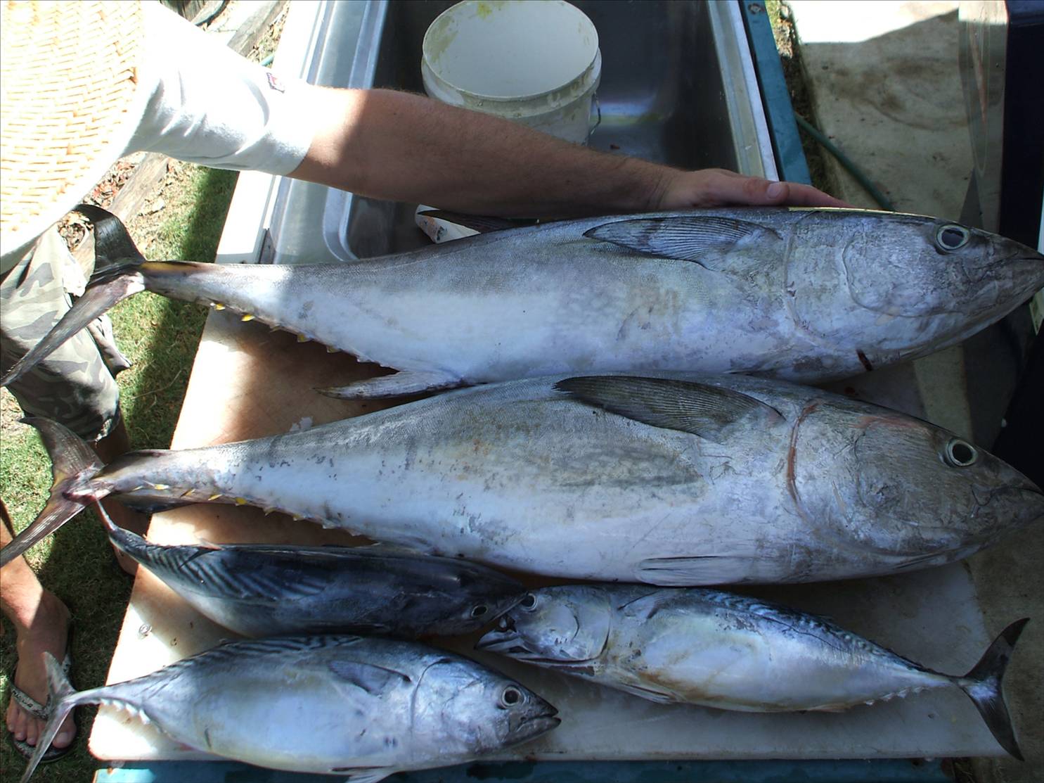 still catching fish