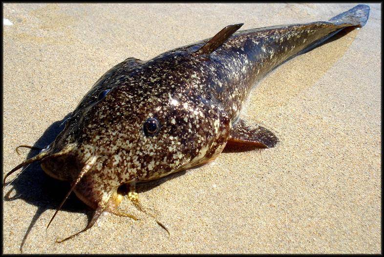 cobler