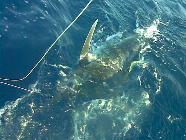 BLUE MARLIN