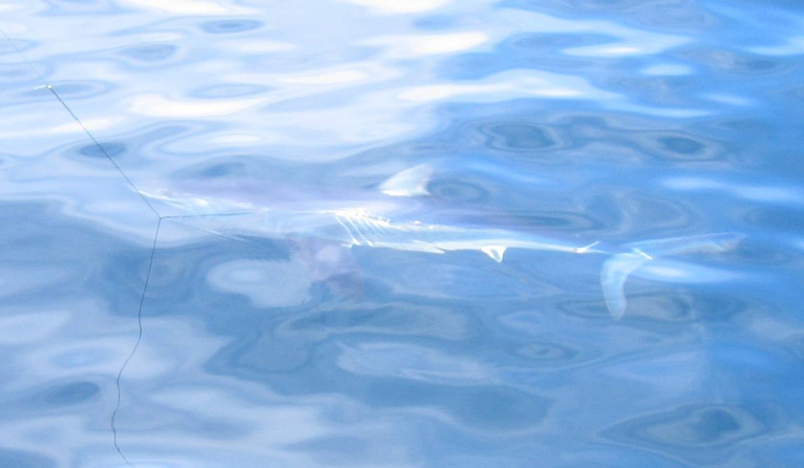 Mako