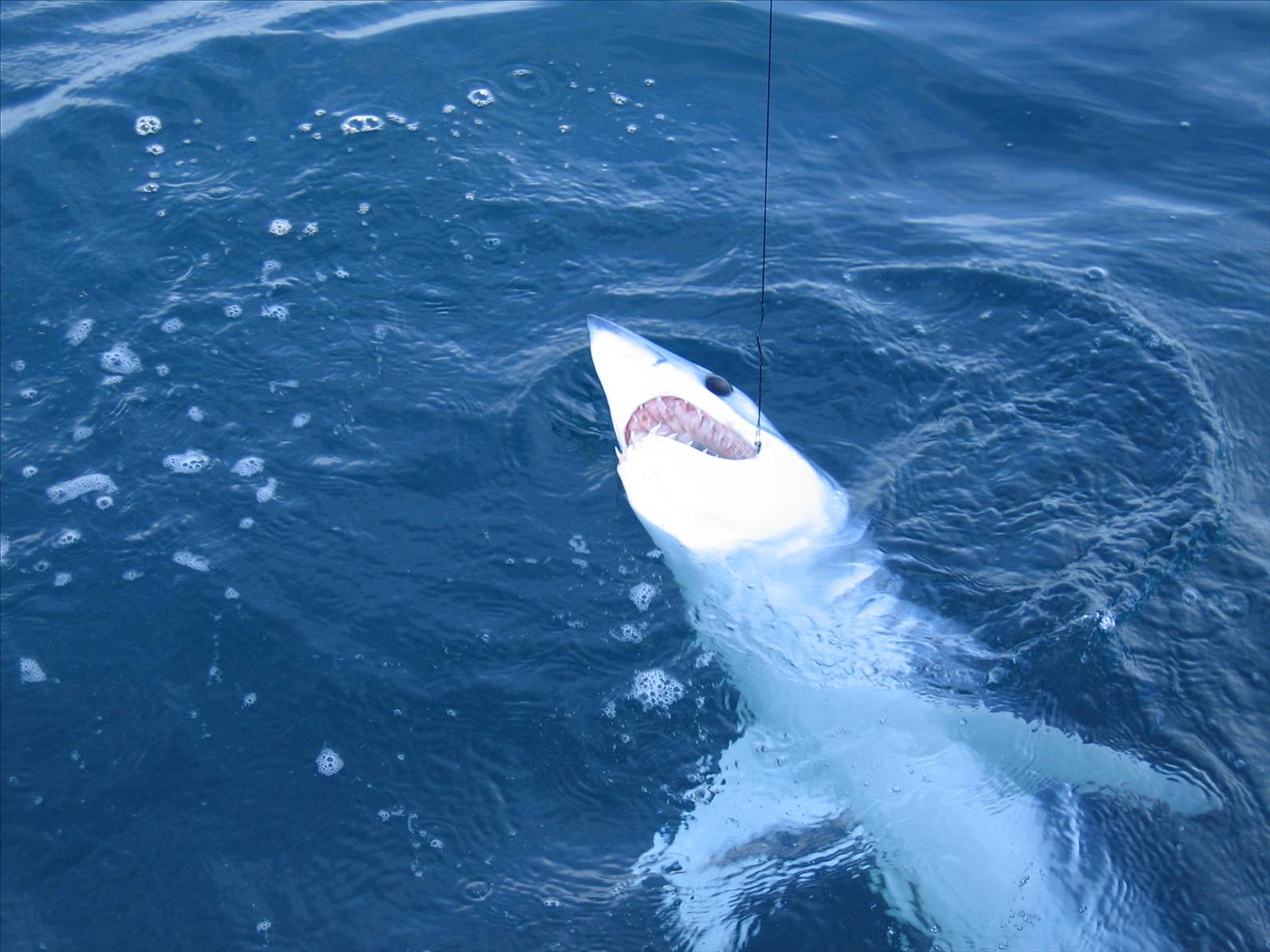 Mako
