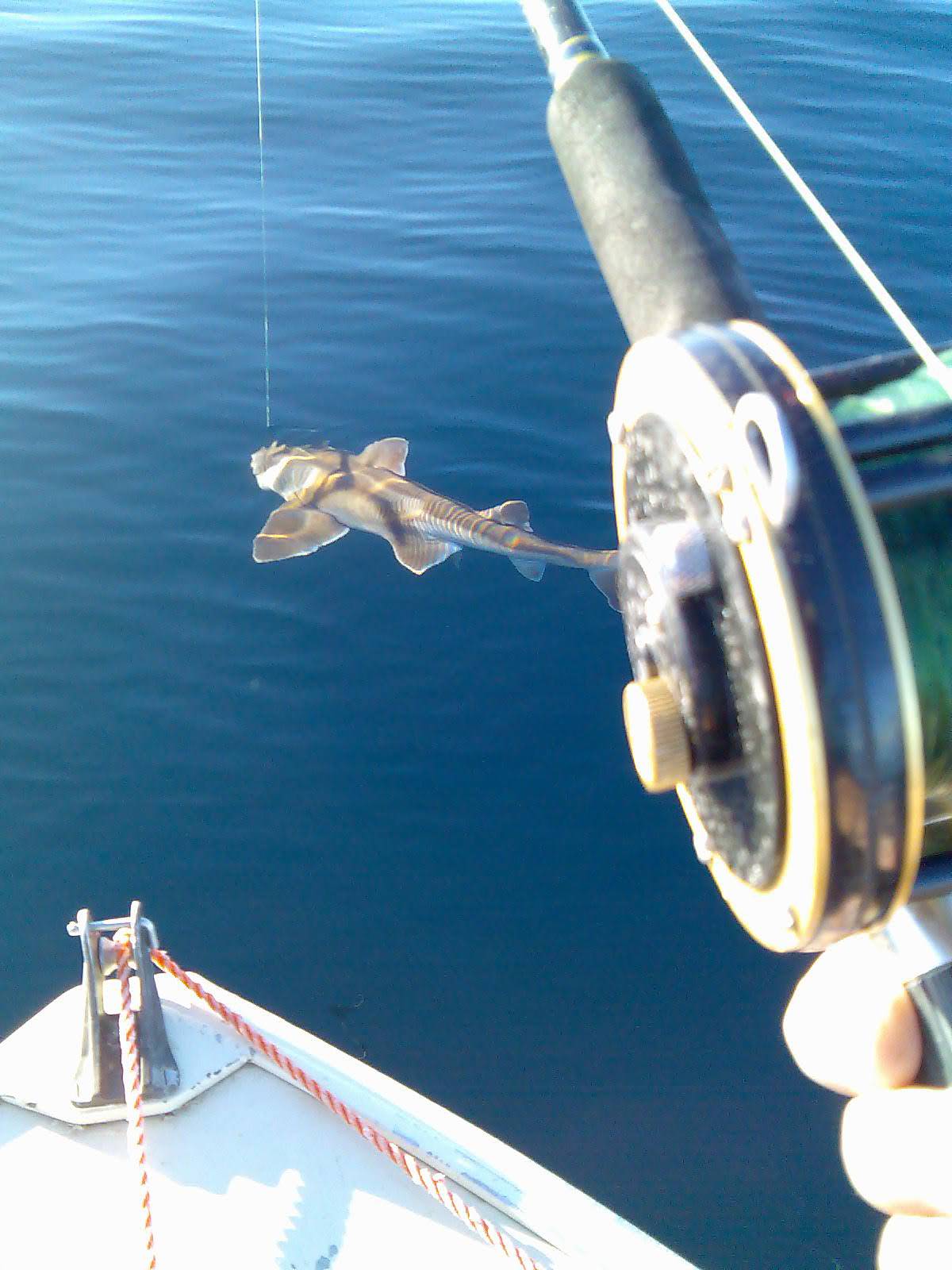 Port Jackson Shark