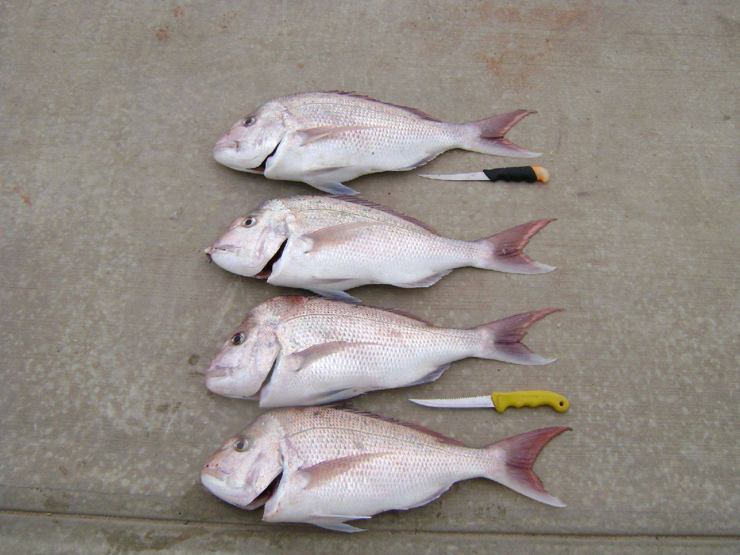 Snapper