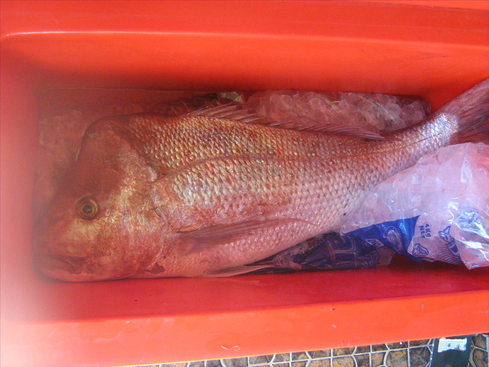 9.9kg