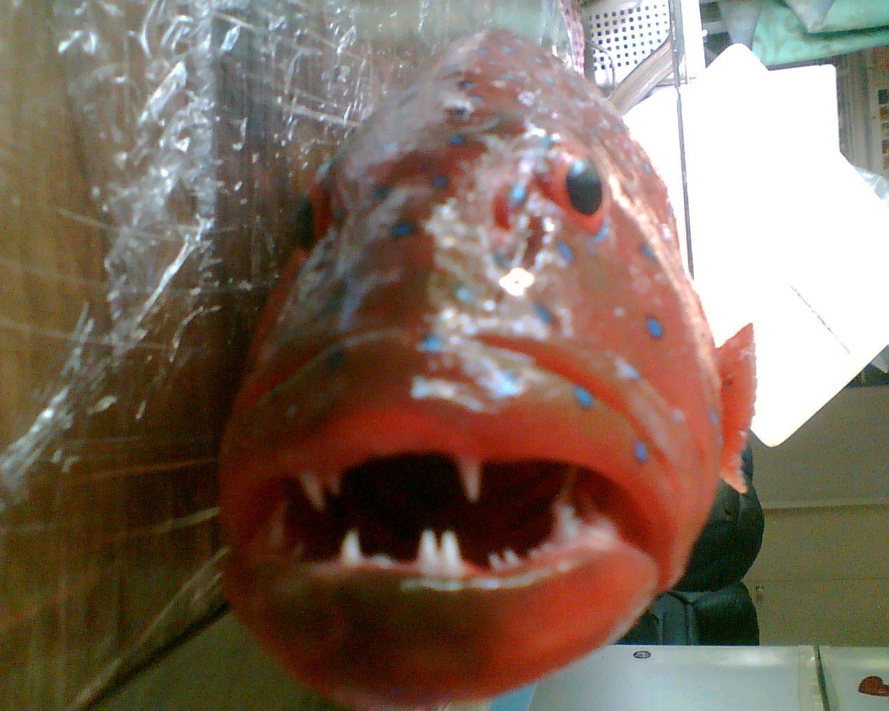 nice coral trout