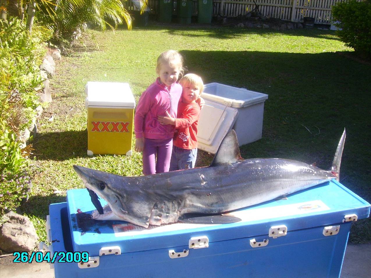 bribie