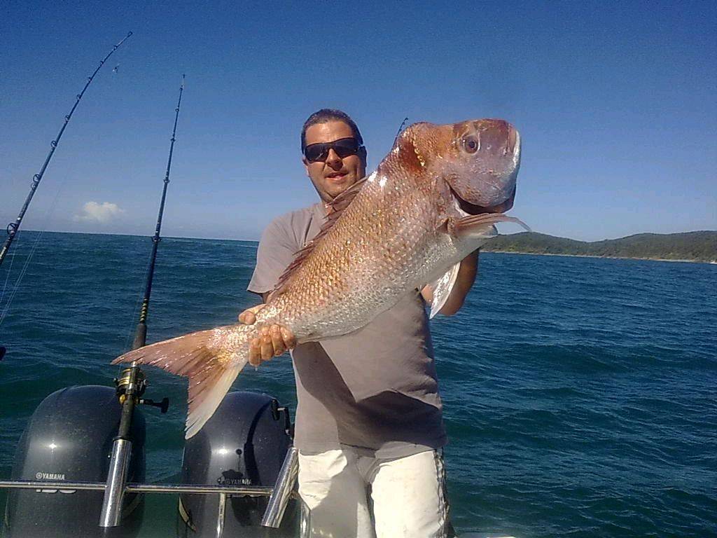 DI Snapper