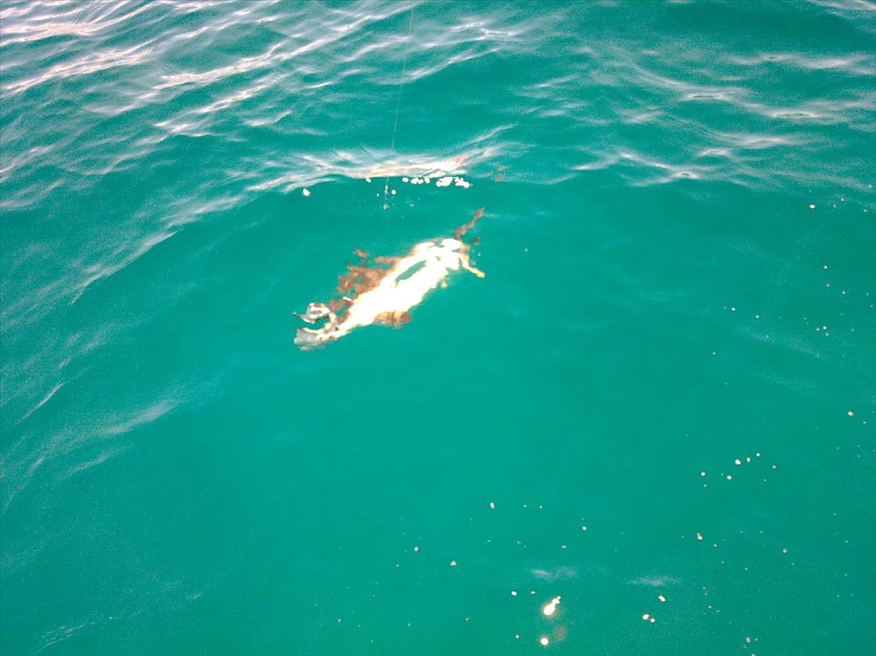 Hammer head shark