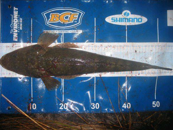 Dusky Flathead