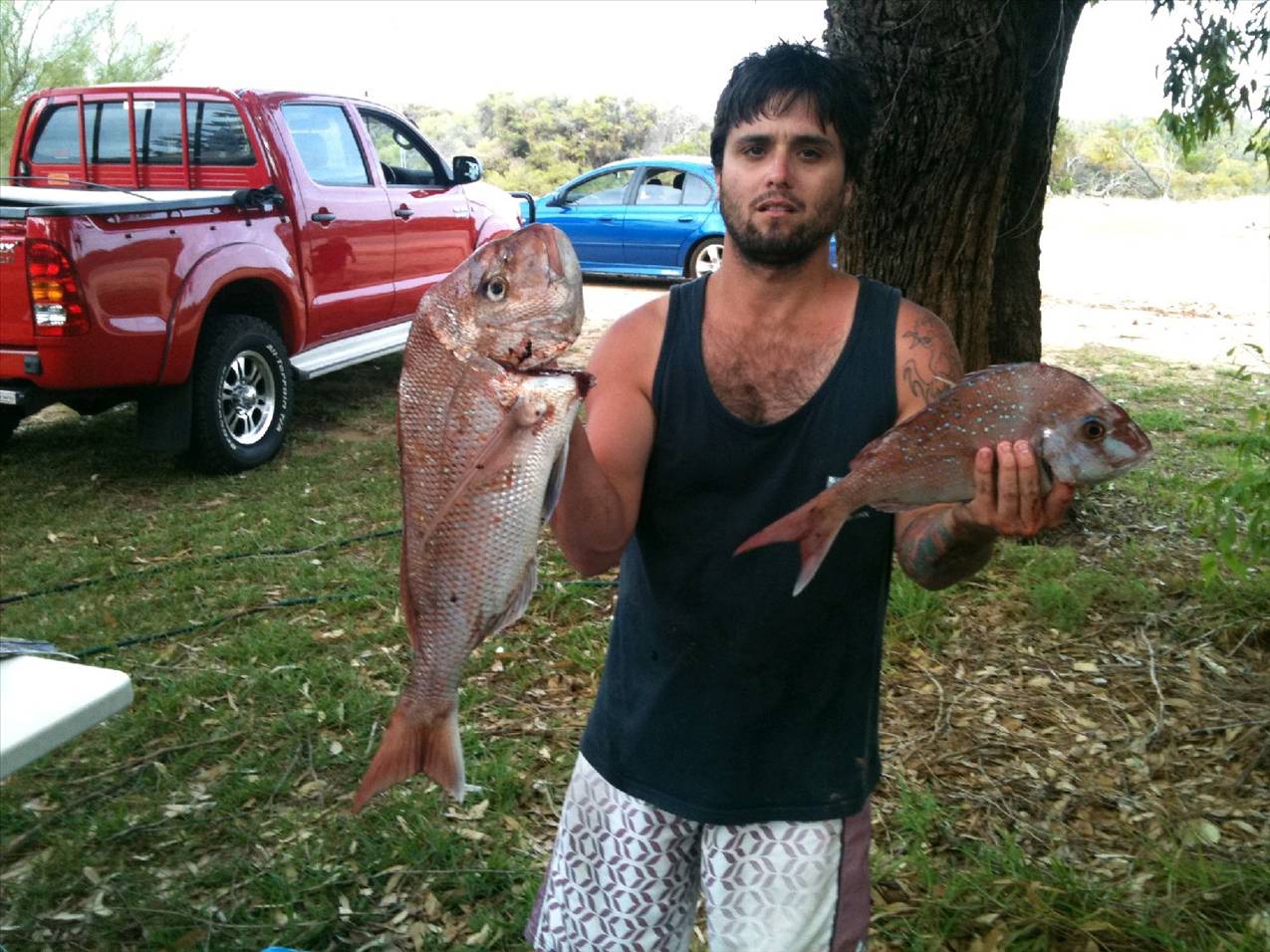 snapper