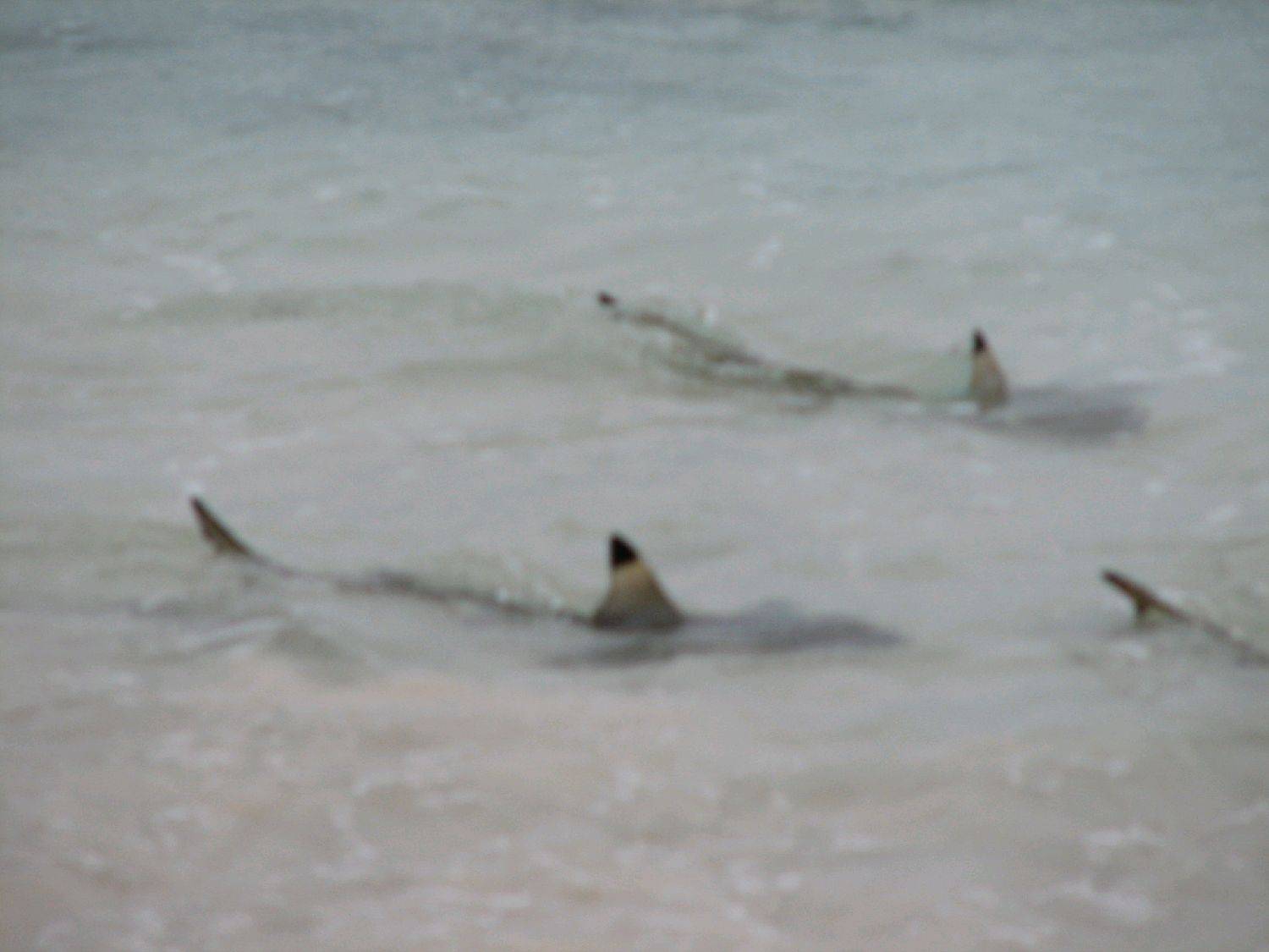 shark prowlers