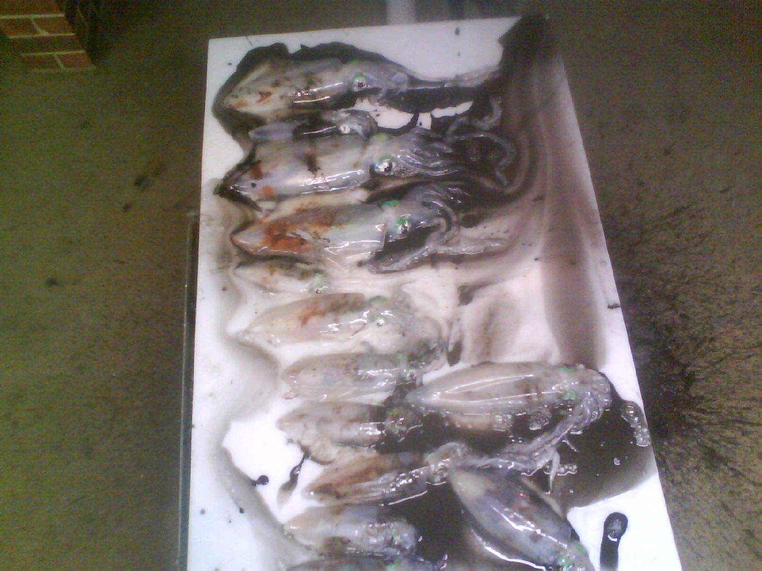 squid chopper