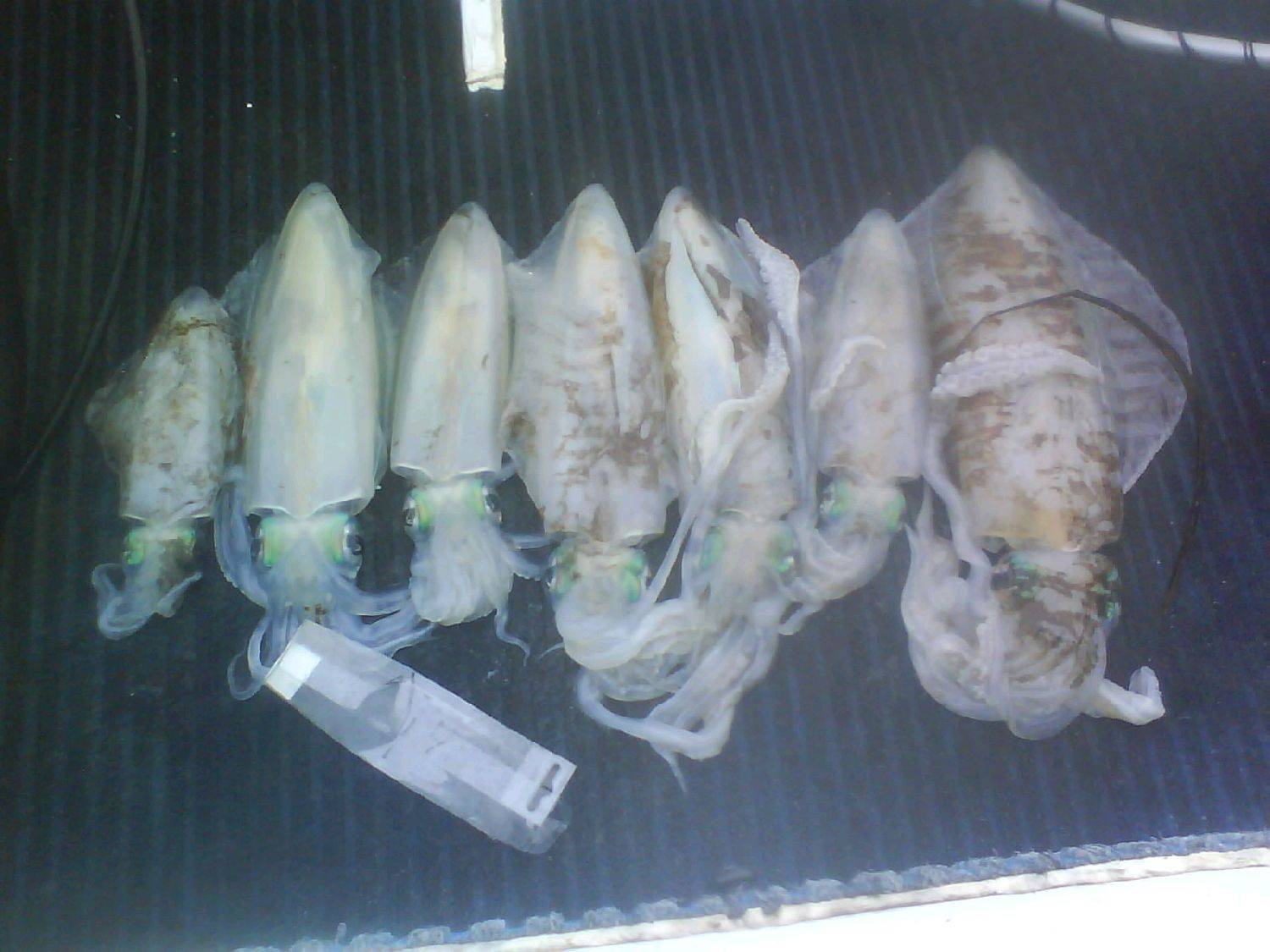 squid transom