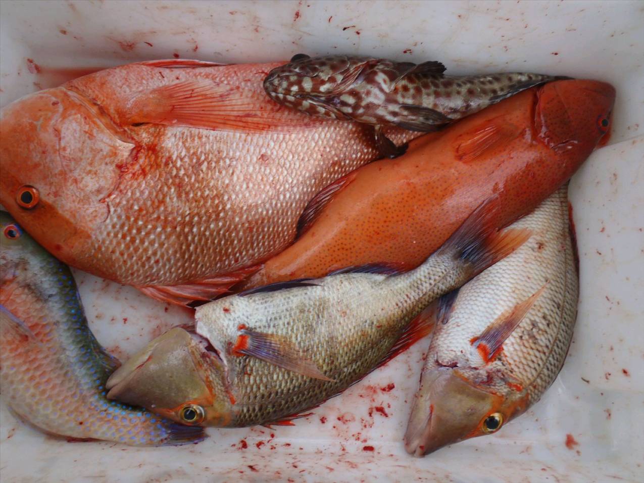 some trout
