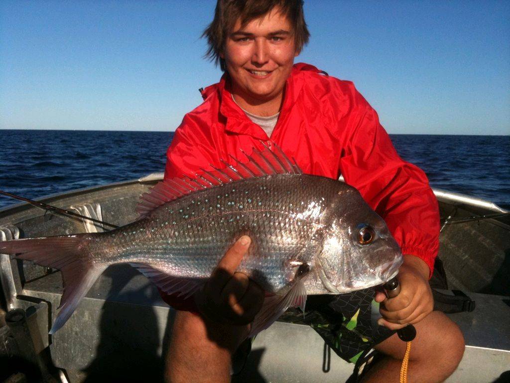 Softy Snapper