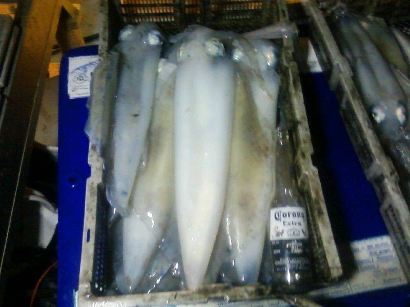 squid long
