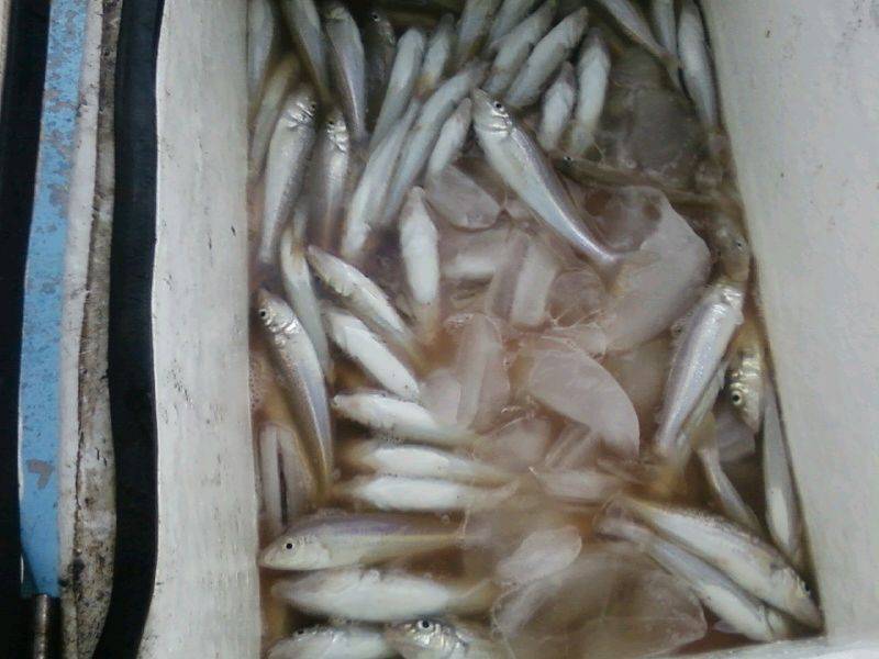 Whiting