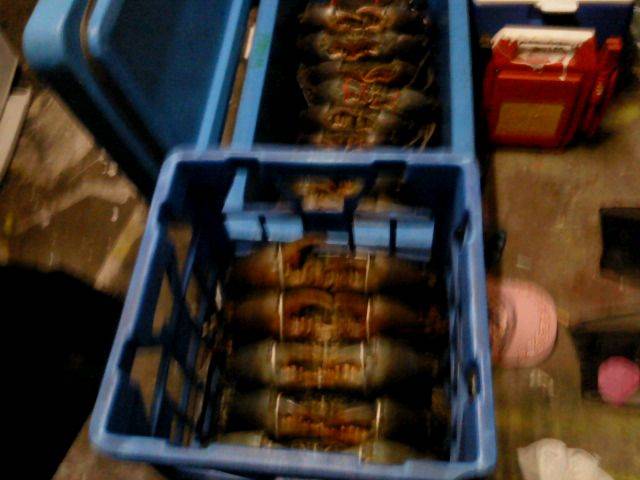 keppel ck. mudcrabs
