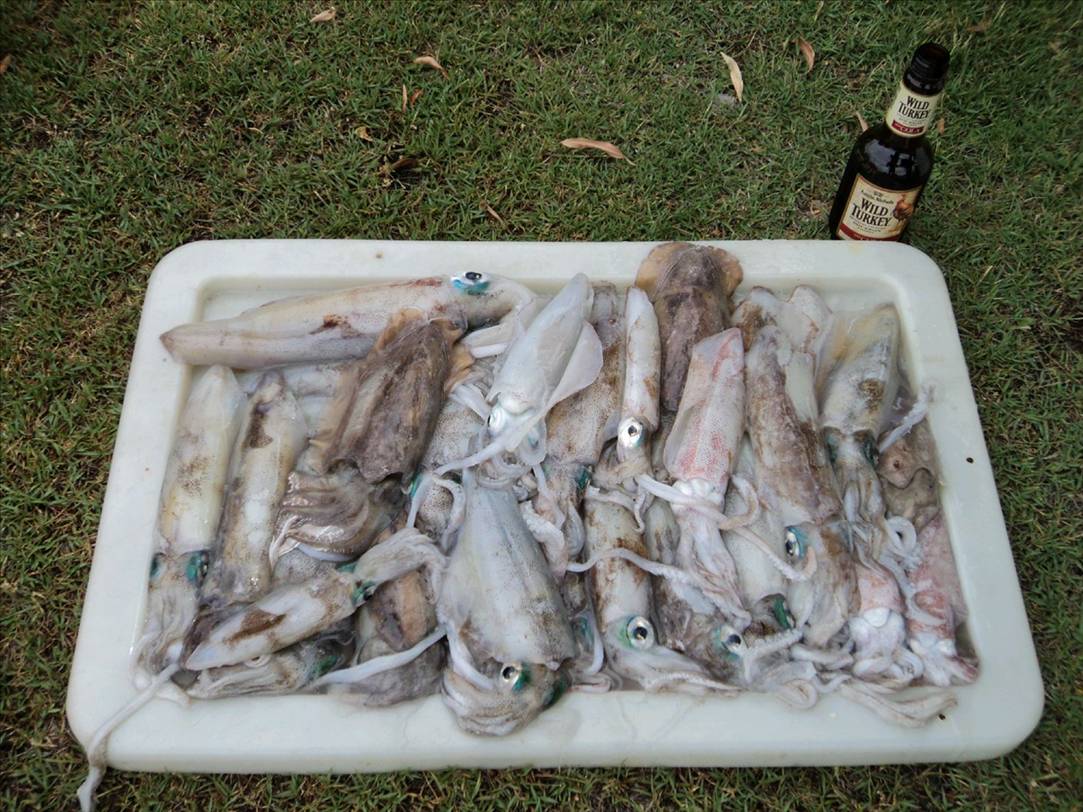 nice squid