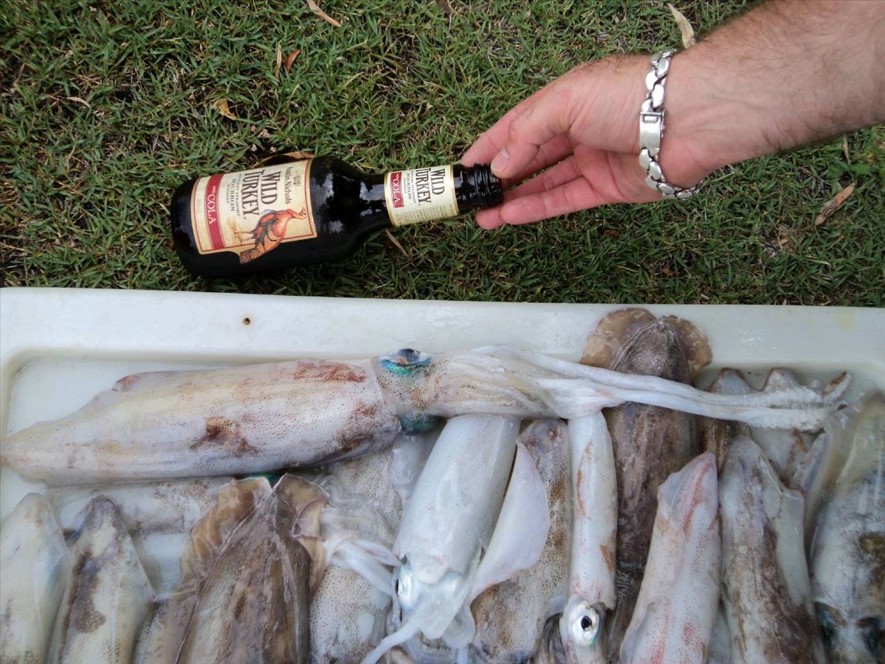 nice squid