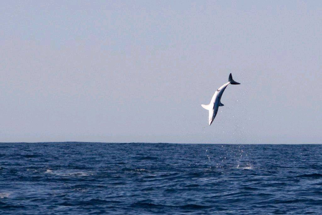 MAD MAKO SHARK