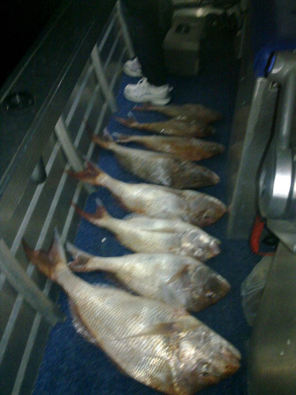 mmmmm snapper