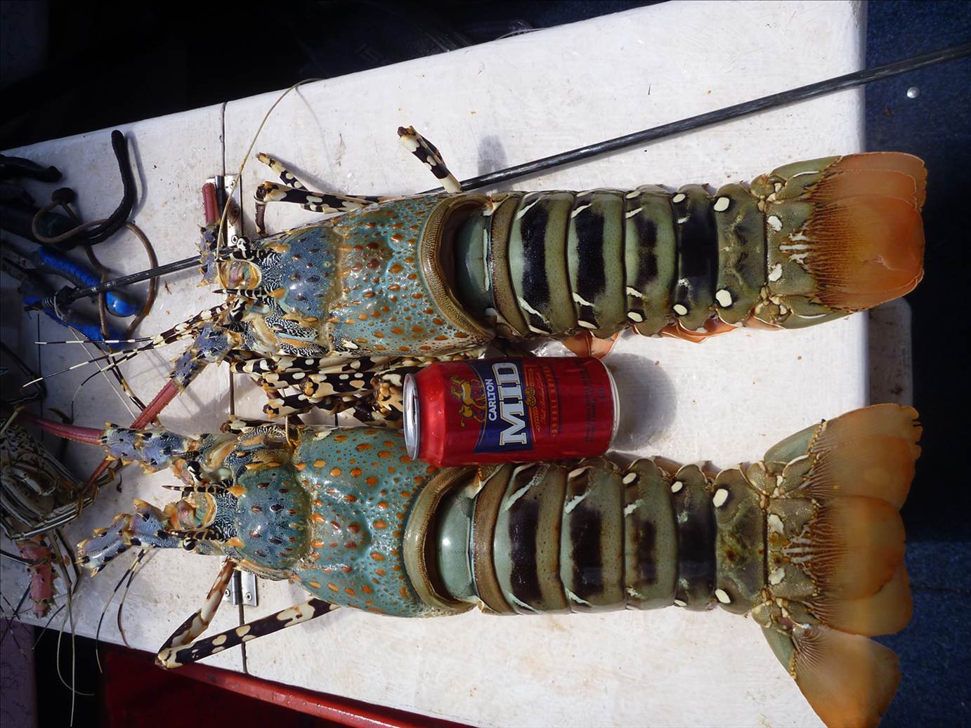 cooktown crays