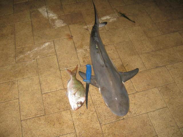 nice catch for us