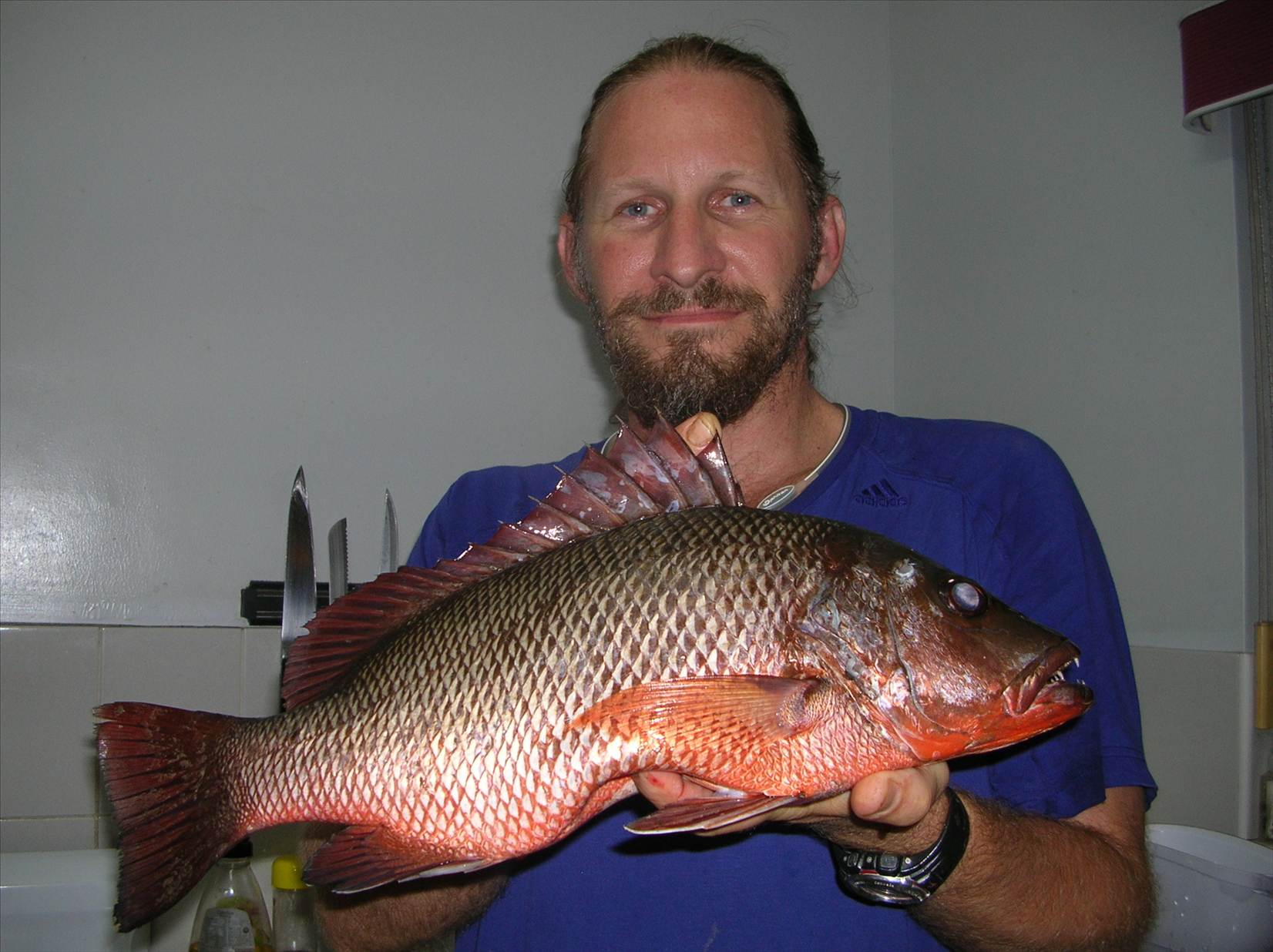 47cm Knobgrover