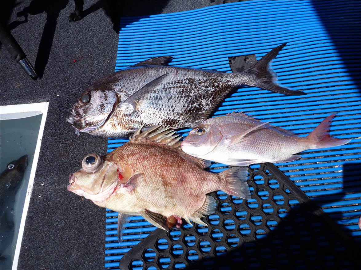 tomkattoo fishing
