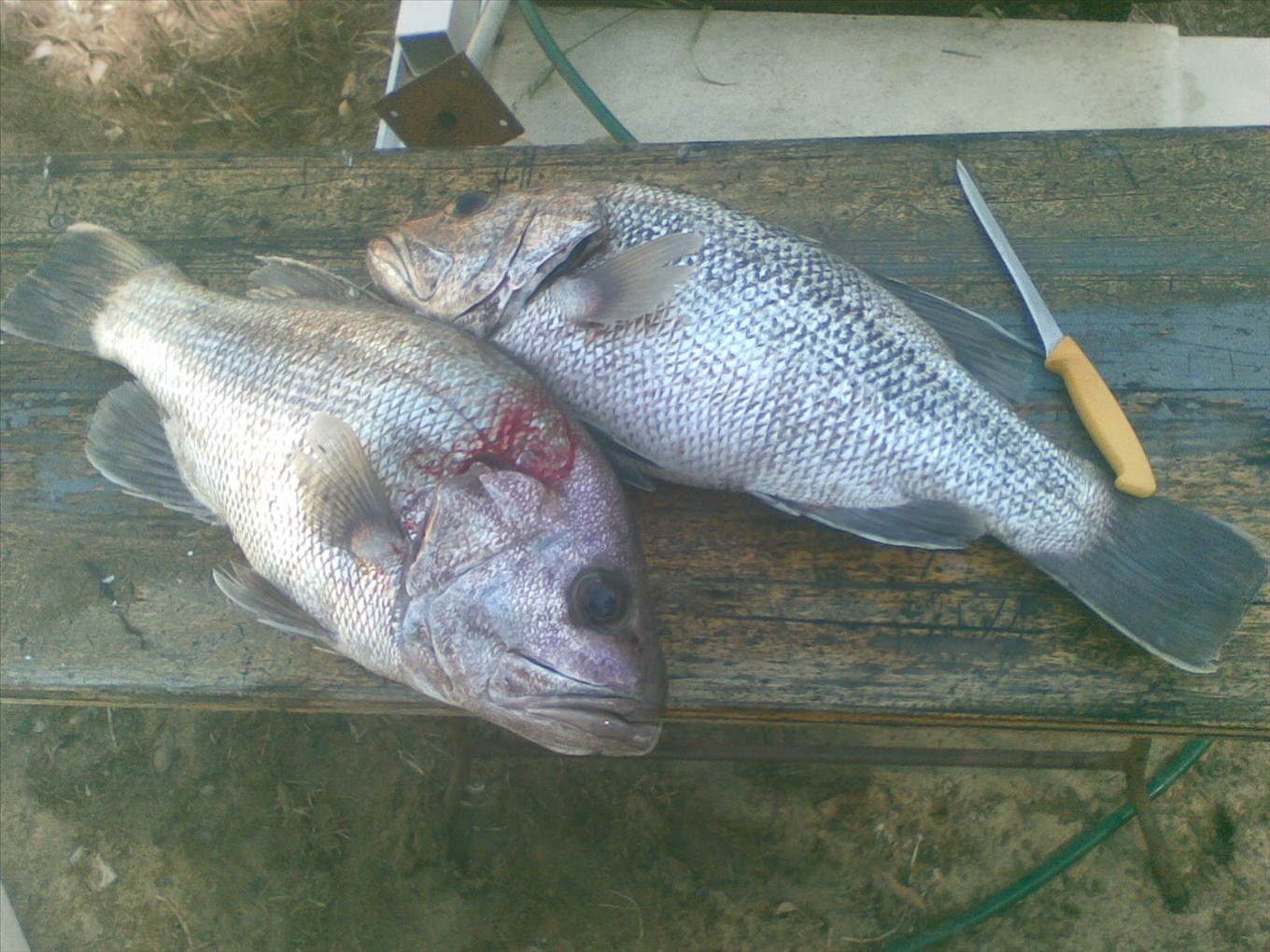 Buno Dhu's