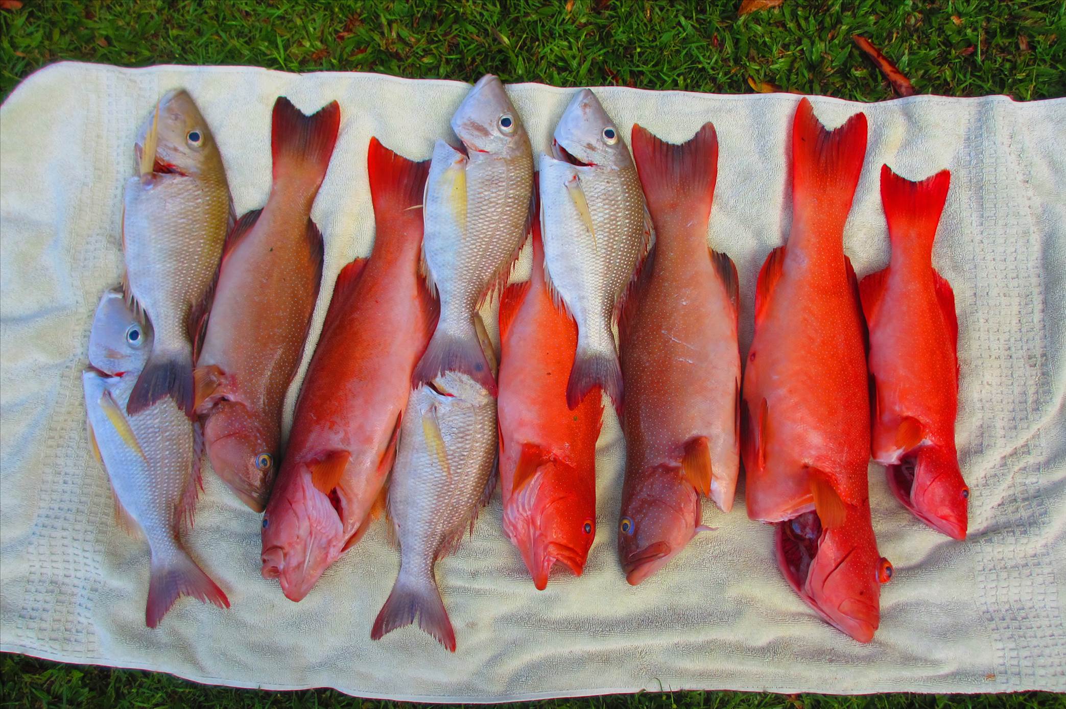 Trout