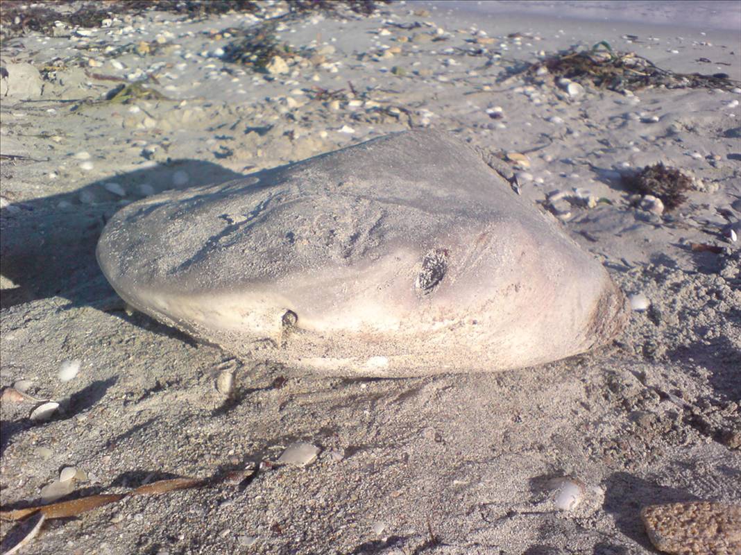 Shark!