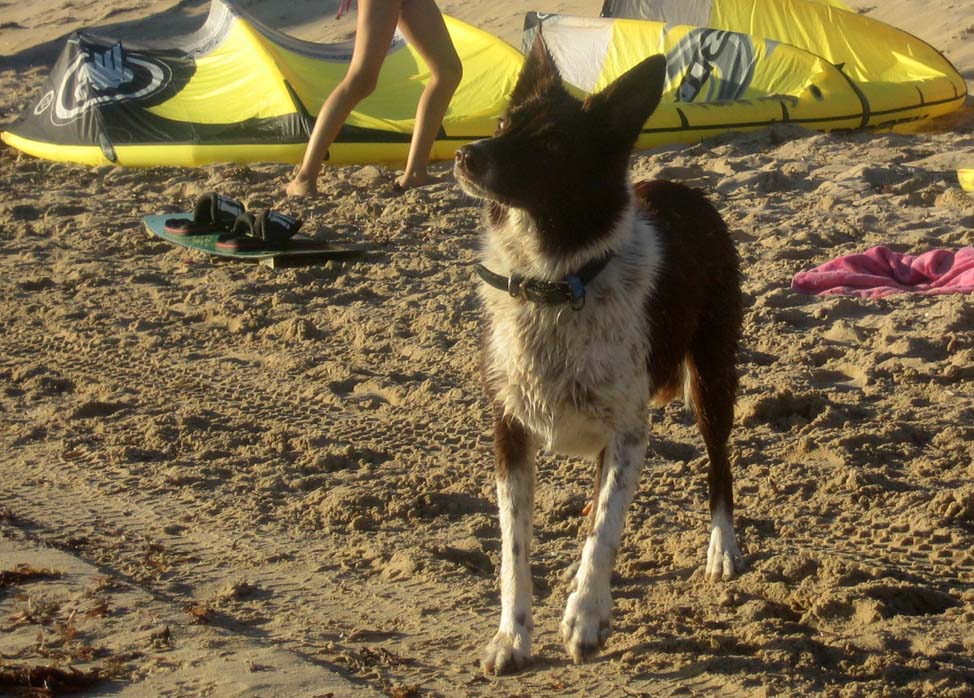 Kitestock