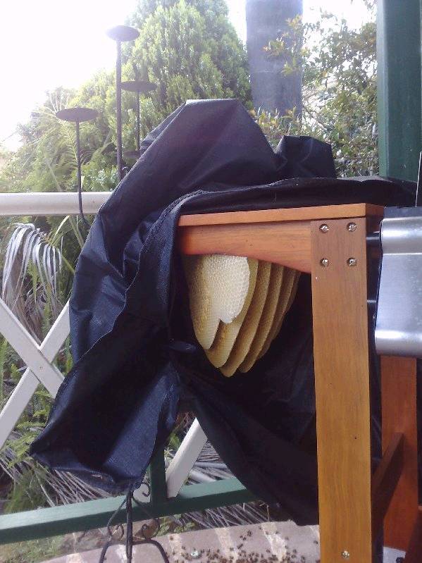 BBQd Bees 