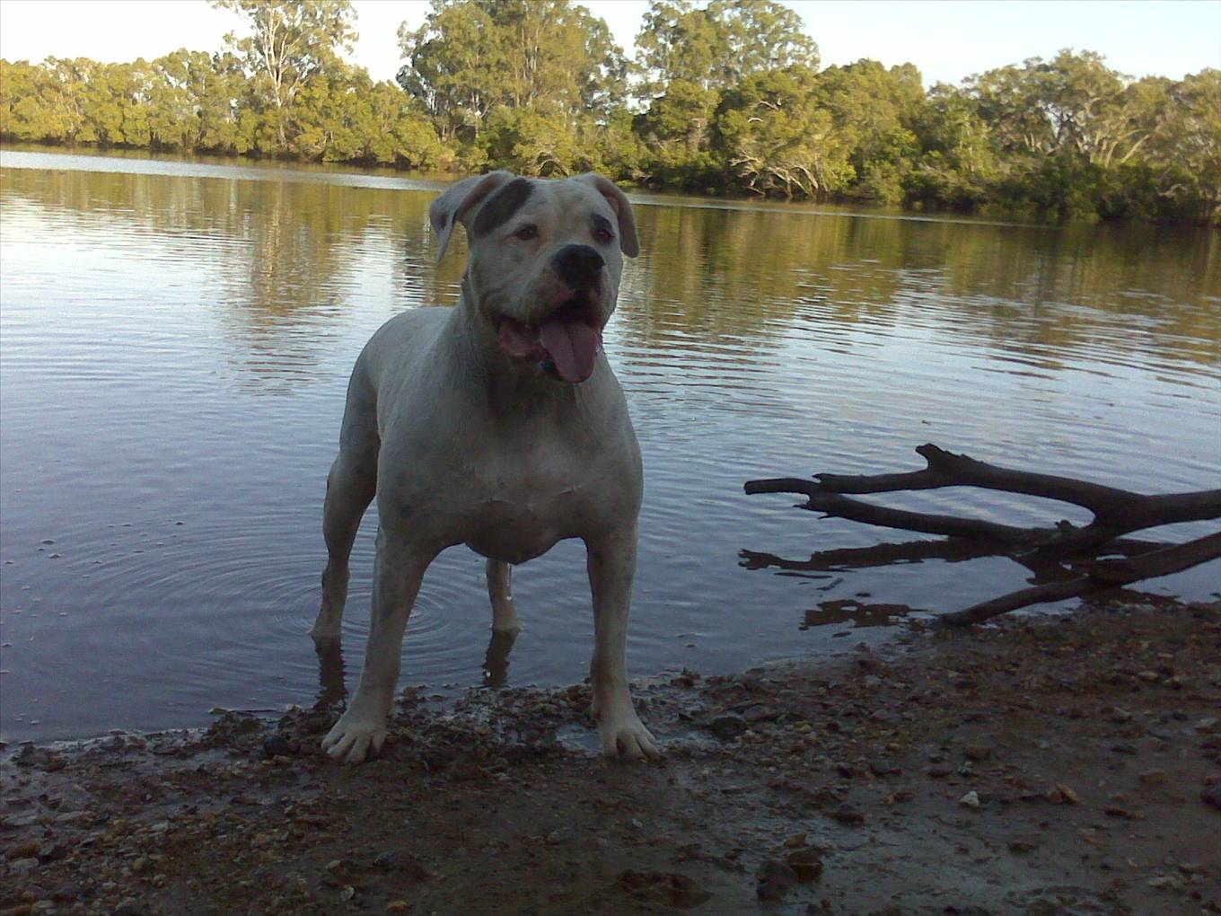 Sumo - PRM Mascot