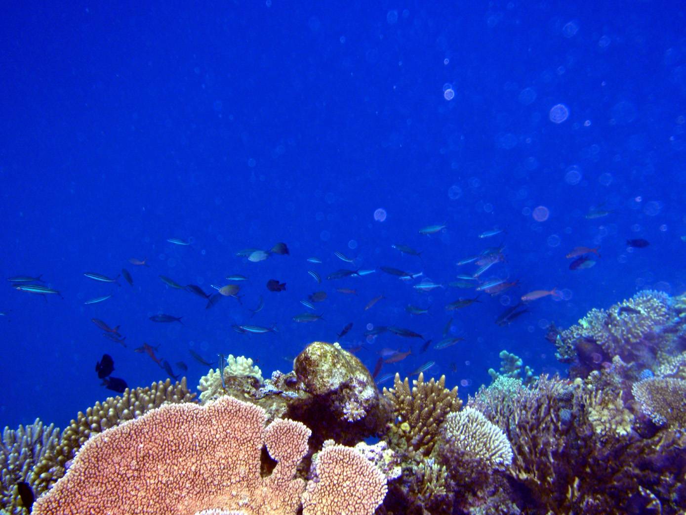 Fiji coral pics