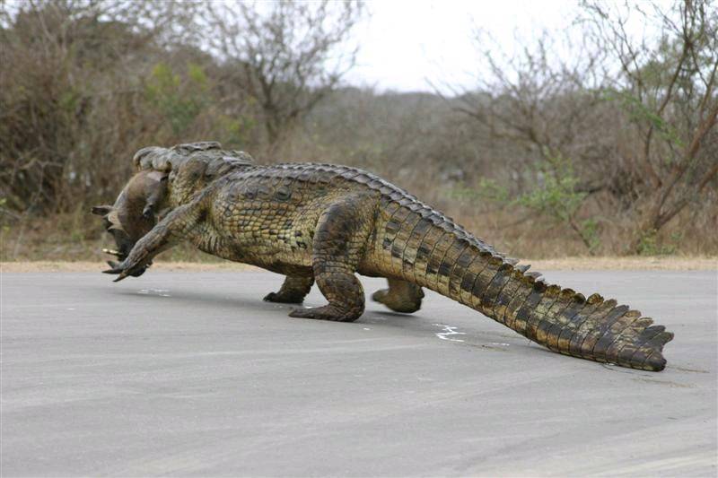 croc