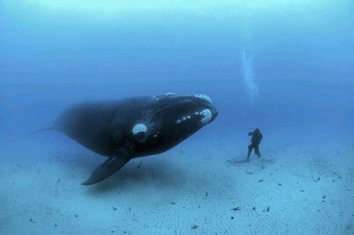 SaveTheWhales