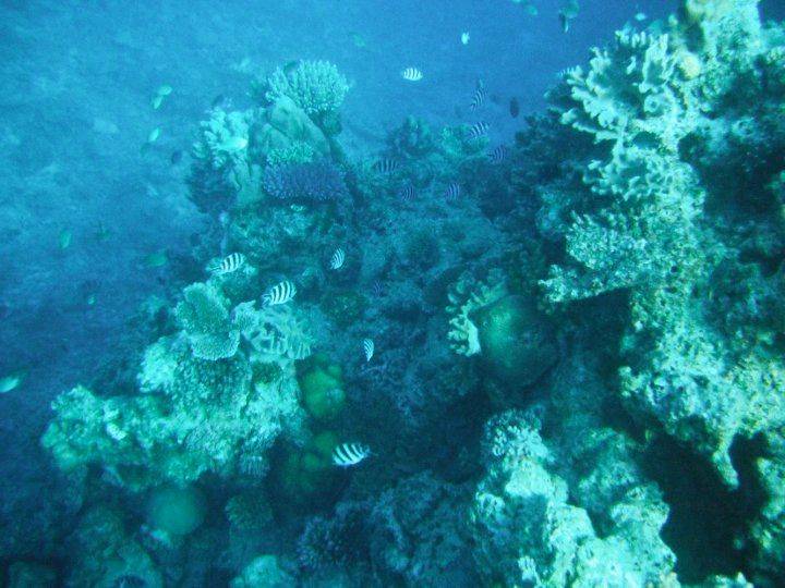 fiji 2