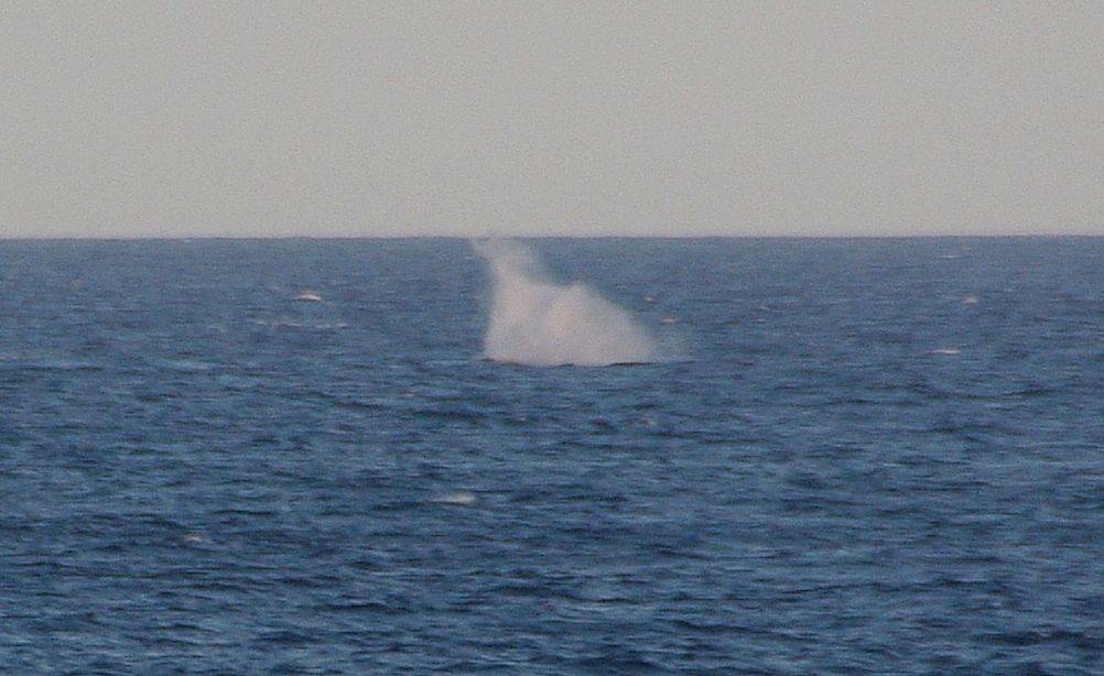 Whale off Dee Why October