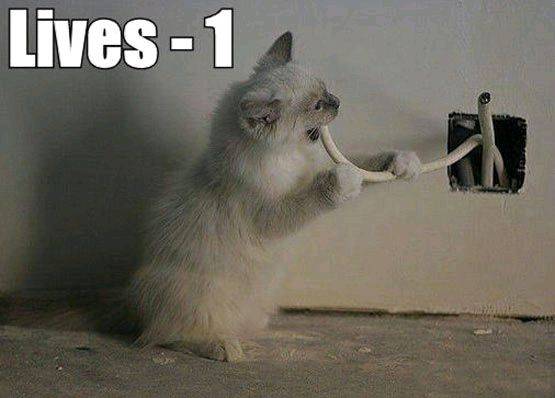 electrocution Cat