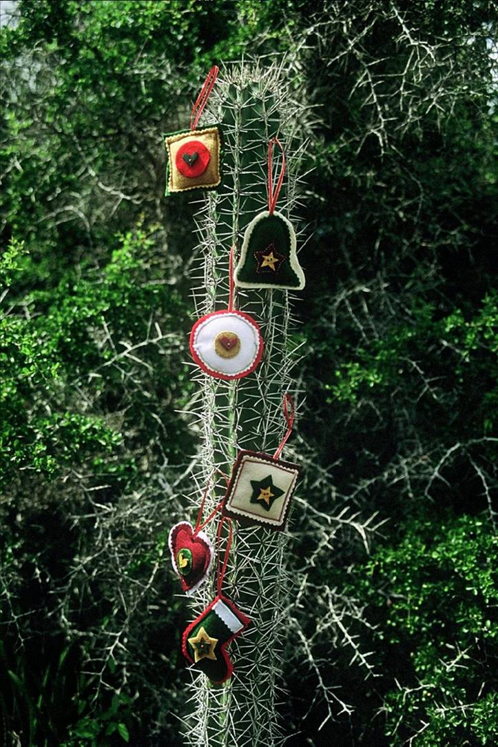 Xmas Tree in Isla Margarita