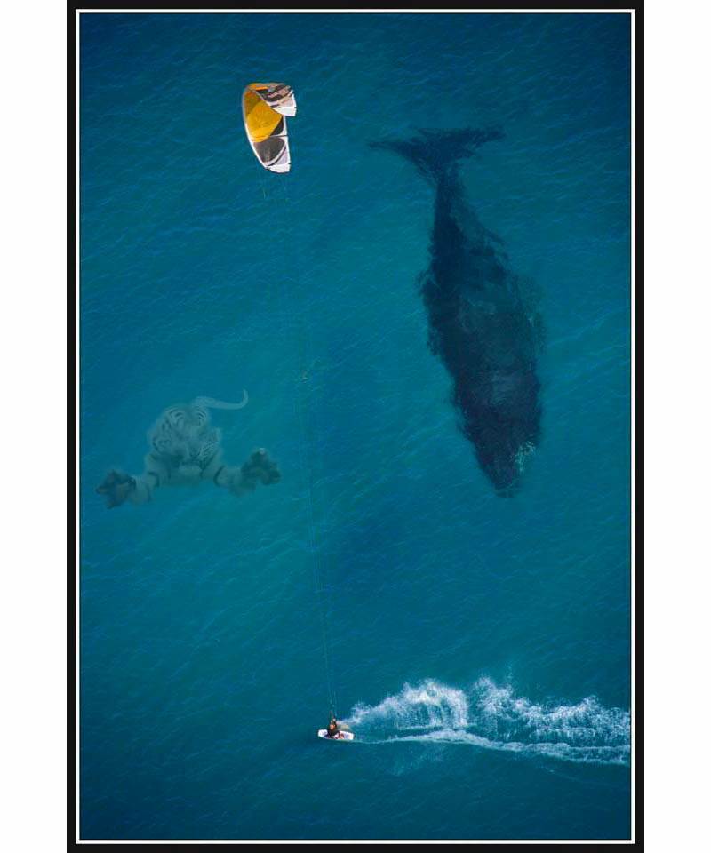 tigershark