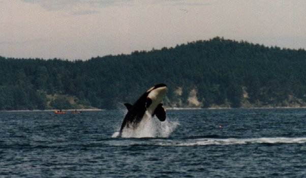 orca060