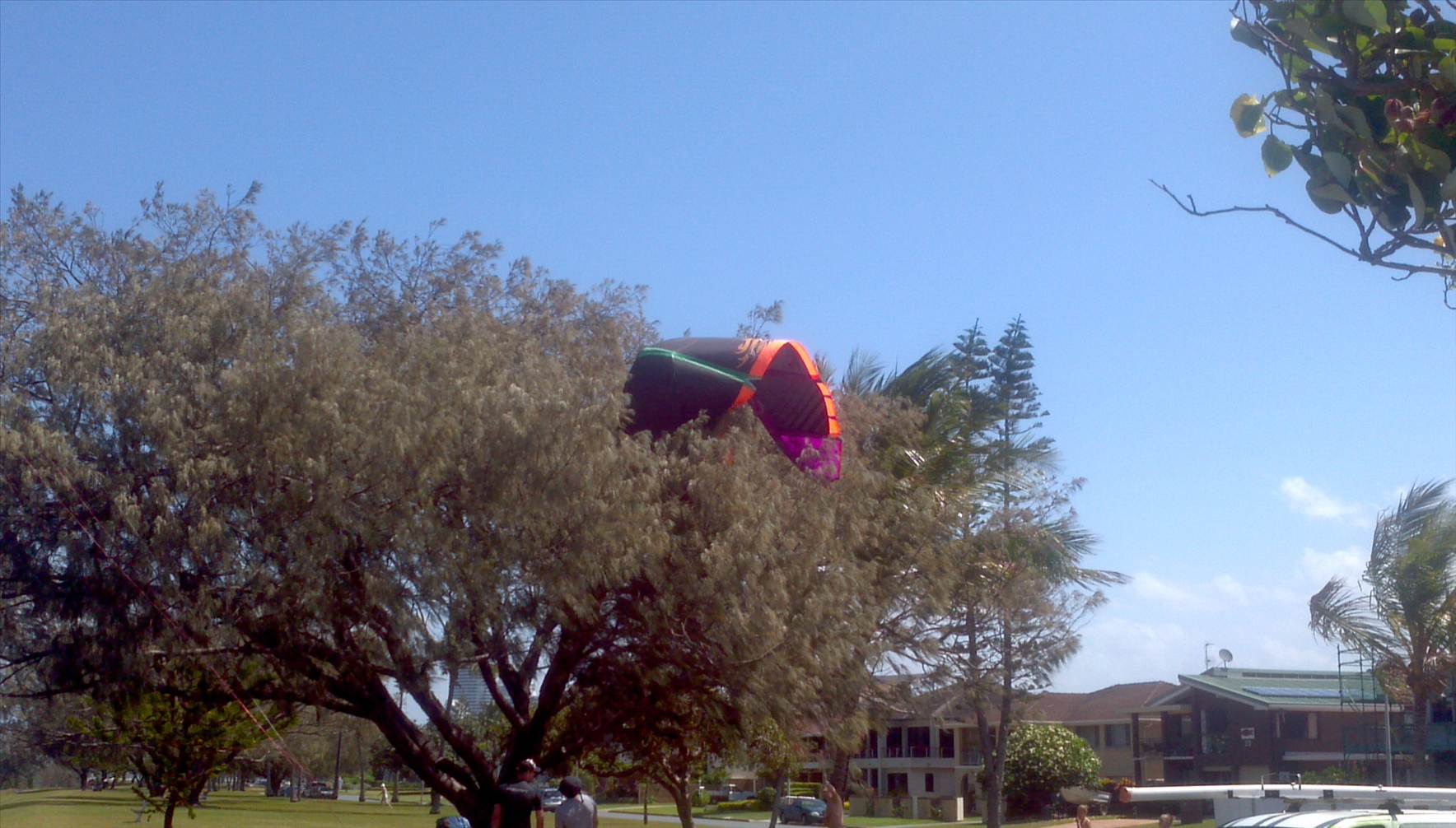 Cabrinha in a tree
